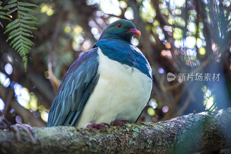 新西兰:Kereru Bird